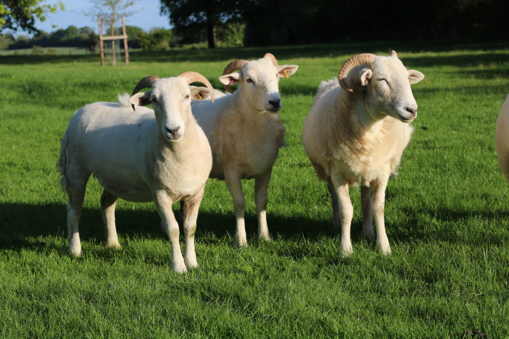 The great success story of the Wiltshire Horn Wiltshire Horn Sheep